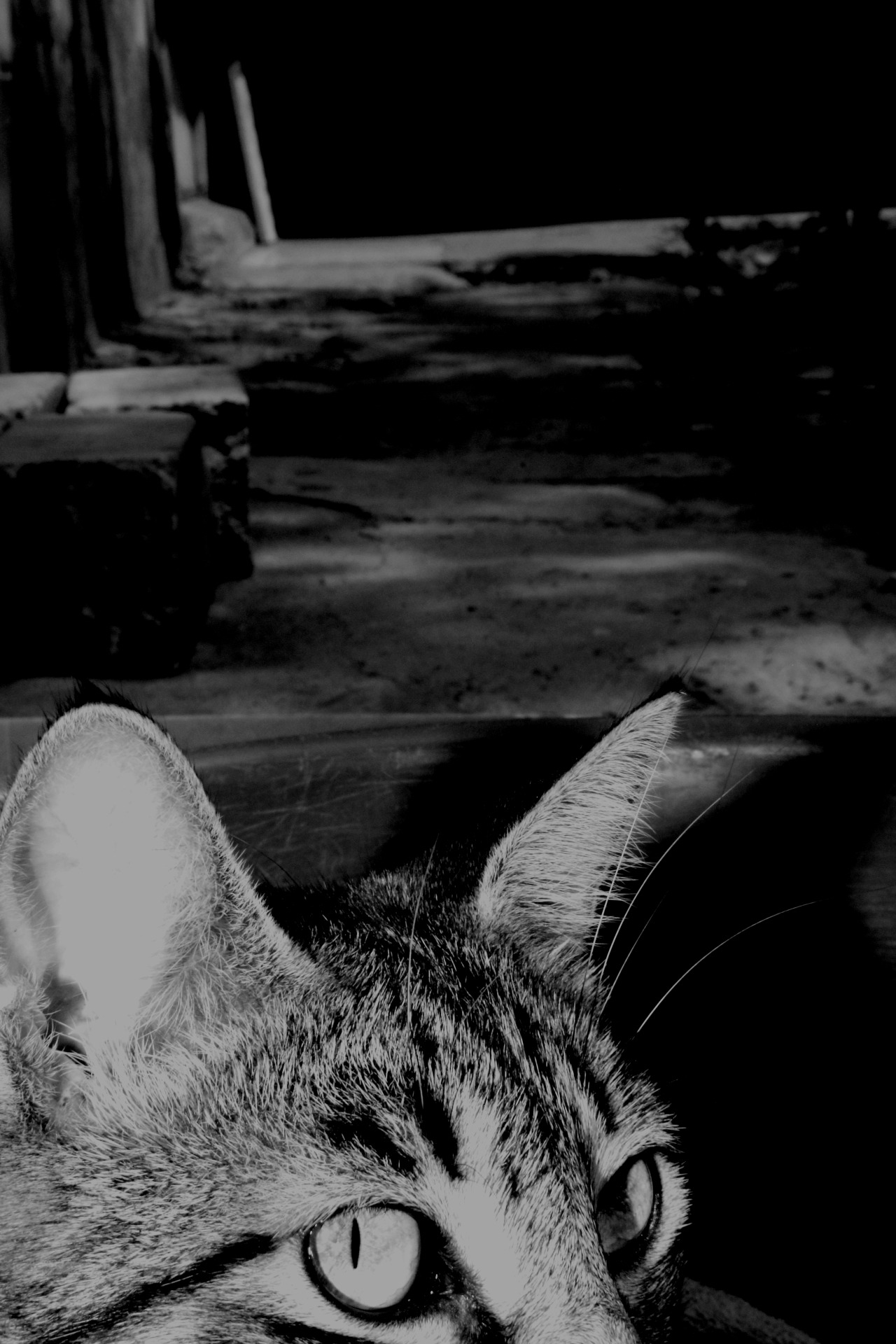ca-er:  Gato