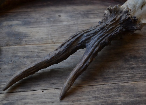 I found this beautiful antler, I never seen one alike, it look from an very old roe deer. The deer i