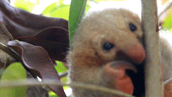 fabledquill:bogleech:colorsoffauna:Silky anteater (Cyclopes didactylus)This is actually also why the