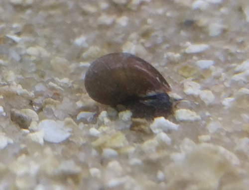 A few of the aquatic snails I’ve found in this area of Virginia! It’s been amazingly cool how divers