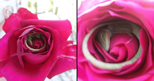 everythingfox:Baby lizard sleeping inside a rose