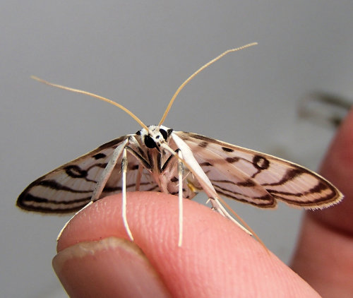 britsnana2:  Subphylum Hexapoda (Hexapods) Class Insecta (Insects) Order Lepidoptera (Butterflies an