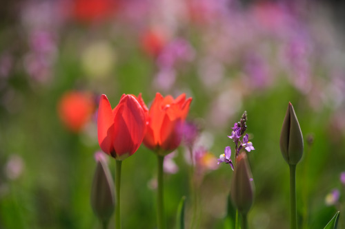 bluenote7: Tulips