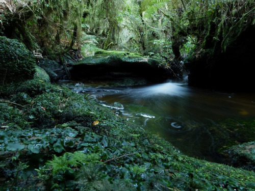 natural-magics: Limestone Creek - Omoto Forest by Steve Reekie