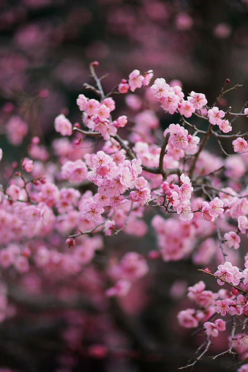 lionpuppy:Pink Plum Blossom | RYNTEN