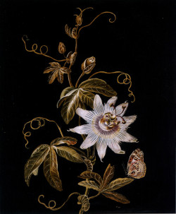 laclefdescoeurs:  Passion Flower with a Butterfly,