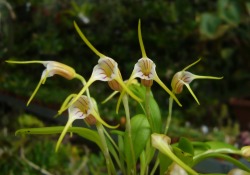 orchid-a-day:  Masdevallia helenae September 23, 2016 