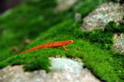 gothic-slug:frolicingintheforest:One of TWELVE Red Spotted Newts (Notophthalmus viridescens), I saw 