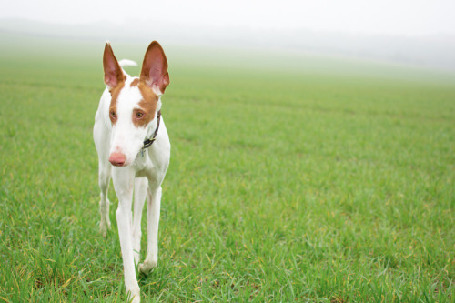 hounddogsrunning:  by minkee. on Flickr  The ears 💙