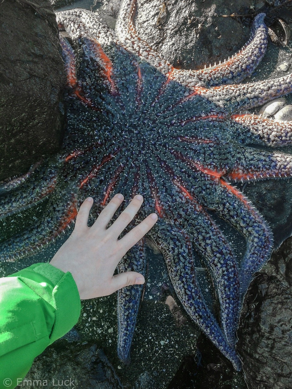 flukeprintphotography:
“ Here’s something a little less mammal-y: Pycnopodia helianthoides, aka the sunflower sea star!
These big fellas are one of the largest species of sea star in the world. They can reach 3.3 feet across and weigh up to 11...