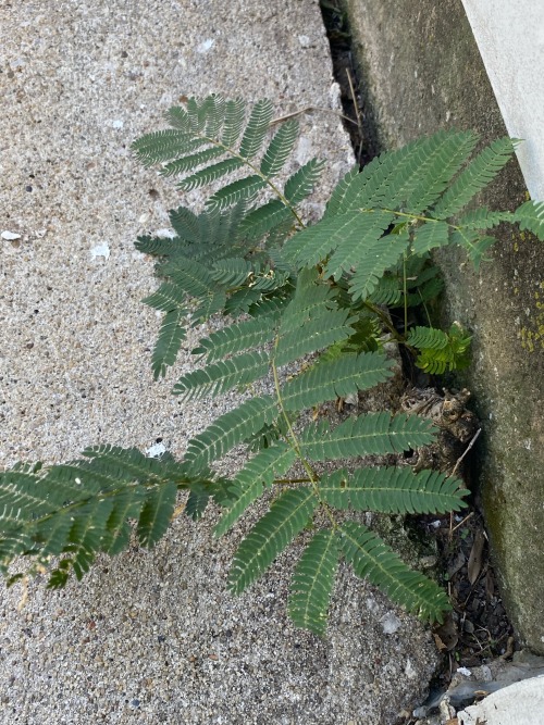 I Have A Fern Growing In My Back Yard! Its My Favorite Species Of Plant. I Love How Cool It Looks With