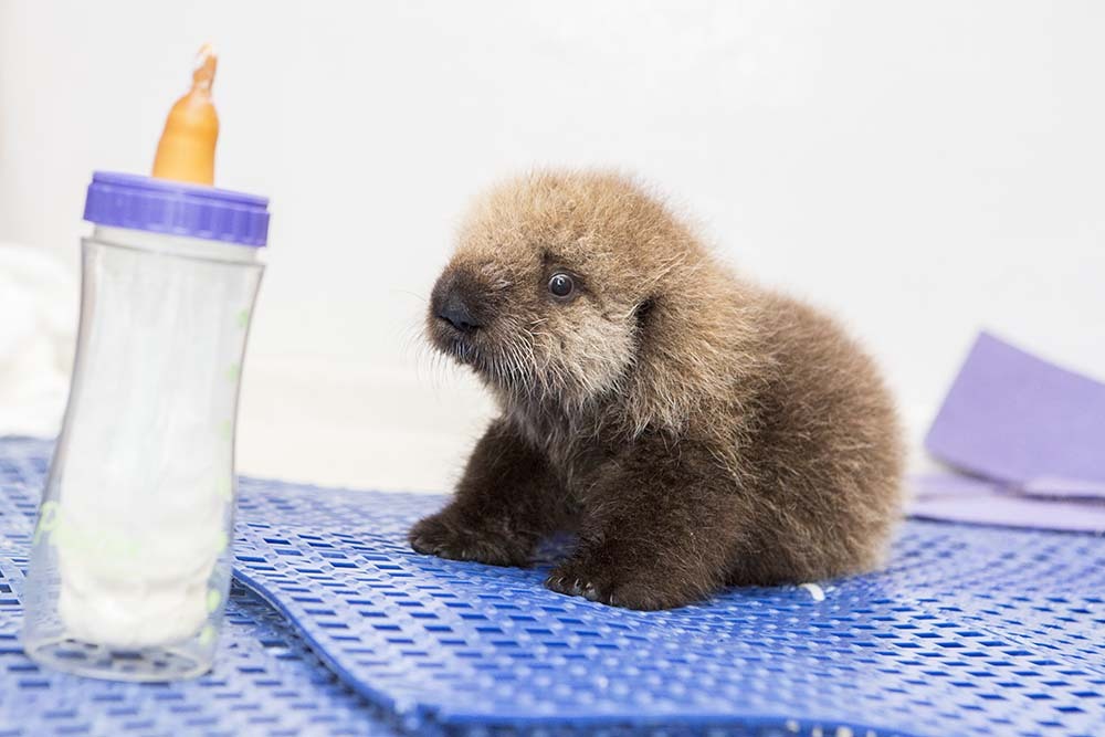 anatomy-of-recovery:  megcarr13:  buzzfeed:  thesamiproject:  This Rescued Baby Otter