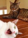 catasters: