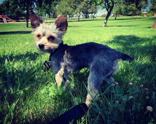 Pepe at the park. Modeling shoot #1  (at