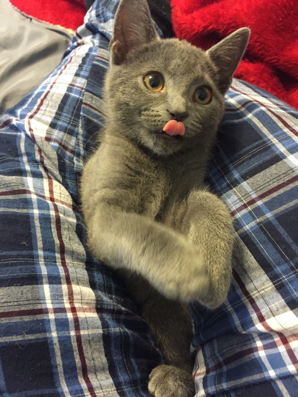 derpycats:  I present Minerva “Very Bitey” McGonagall, who responds only to Bitey…