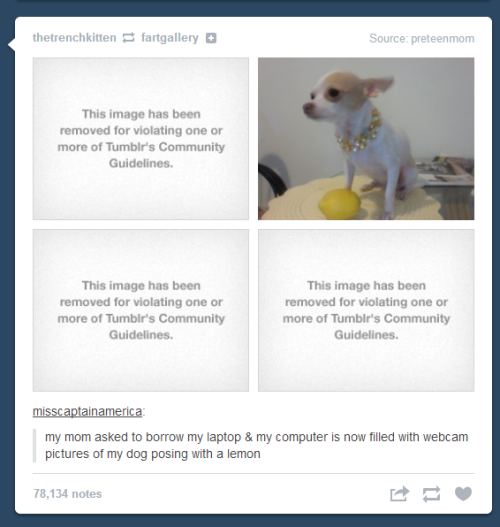 dagangstapenguin:i am really curious as to how a picture of a dog with a lemon violates tumblrs guidelines