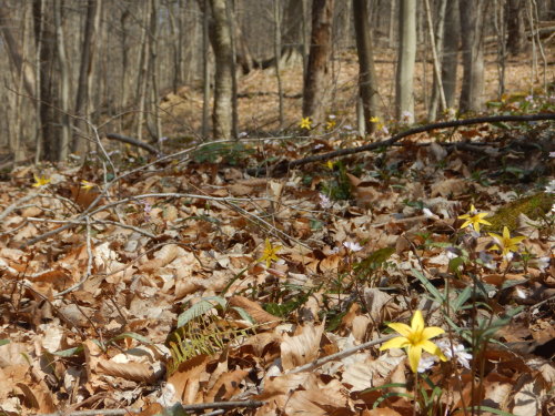 cedar-glade:On the talused slopes of the Old Gladys-Riley Farmstead’s Hillside within’ a few miles f