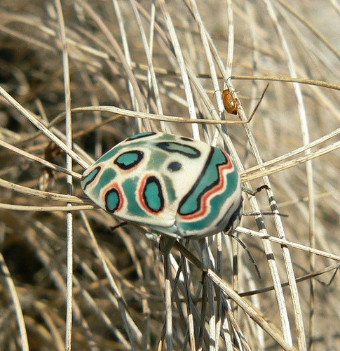 rhamphotheca:  scienceyoucanlove:  source Can someone please ID this little guy for