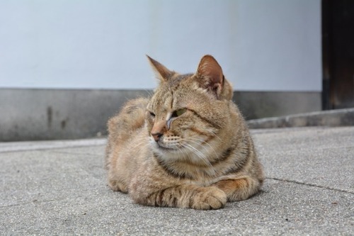 tomo-ban:  余裕だね　#neko　#猫　#cat