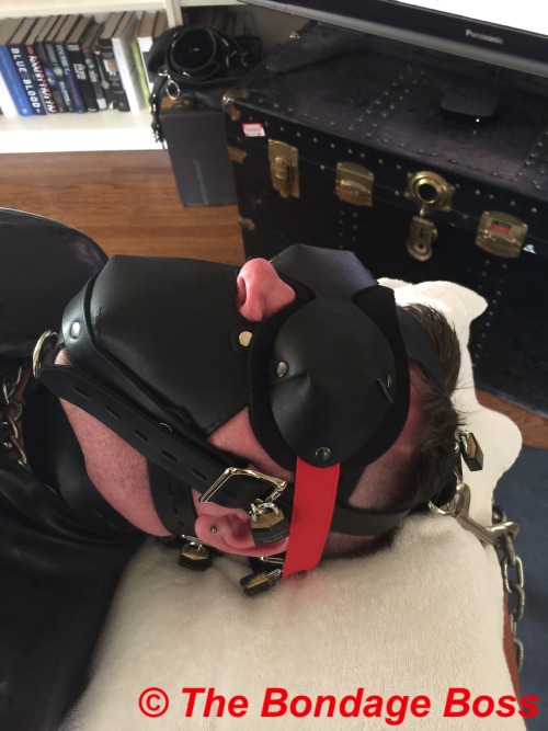 thebondageboss:  Saturday, August 15, 2015 3:55pm After an hour of programming the pig was stimulate