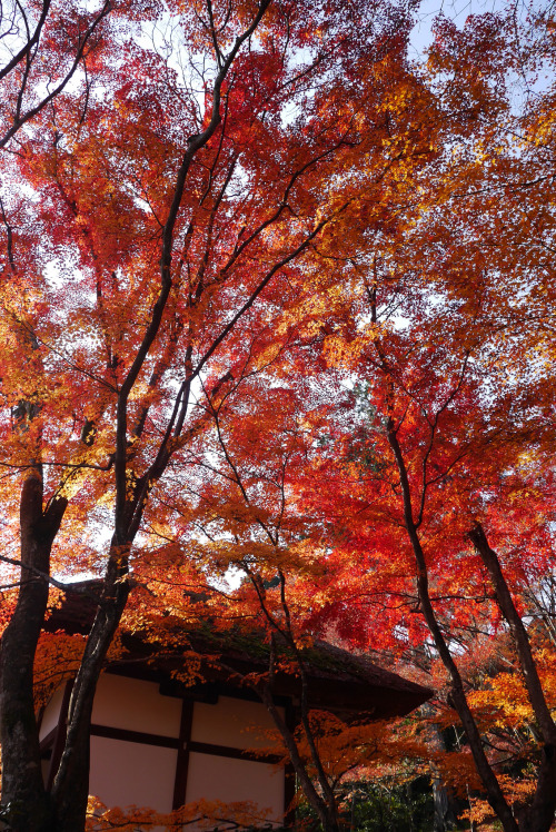 常寂光寺の紅葉１４2013年12月京都嵐山 By : KUMI