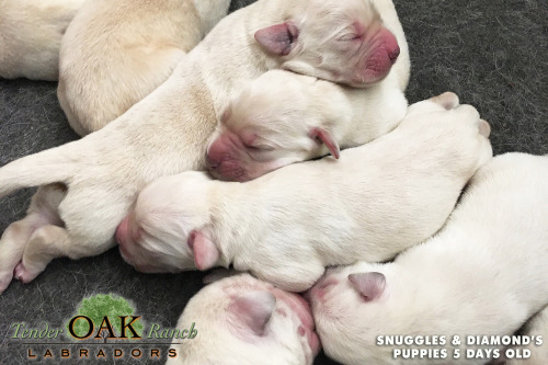 purebred english lab puppies for sale