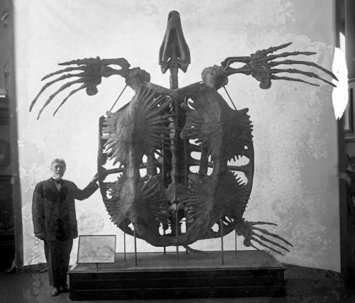 sixpenceee:Giant extinct sea turtle called an Archelon