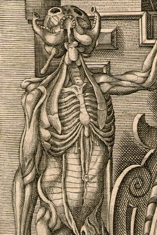 superb copper engraved title page from a late 16th century anatomy book c1599