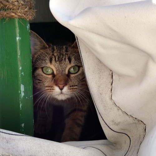 ltwilliammowett:“Peekaboo! I love hiding under the sailmaker’s bench!” -  ship cat Tigress on barq