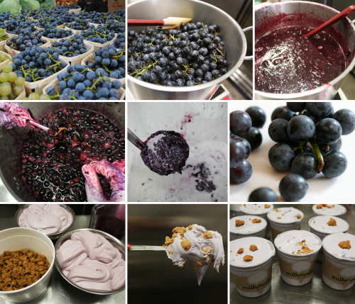 The making of flavor # 139, Harvest Moonconcord grape ice cream with peanut butter moon ballsOur Har