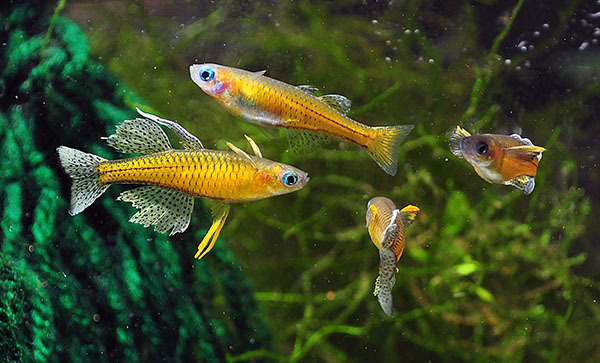 Fish: Spotted blue eye pseudomugil gertrudae
These are the new additions to my new scape. Share if you like them :)
More information about them here.