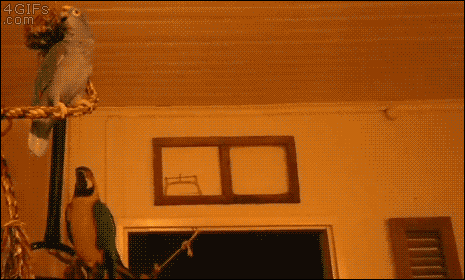 reblog-gif:  Tumblr best Funny Gif Blog — http://gifini.com/  wiggle～wiggle～wiggle～
