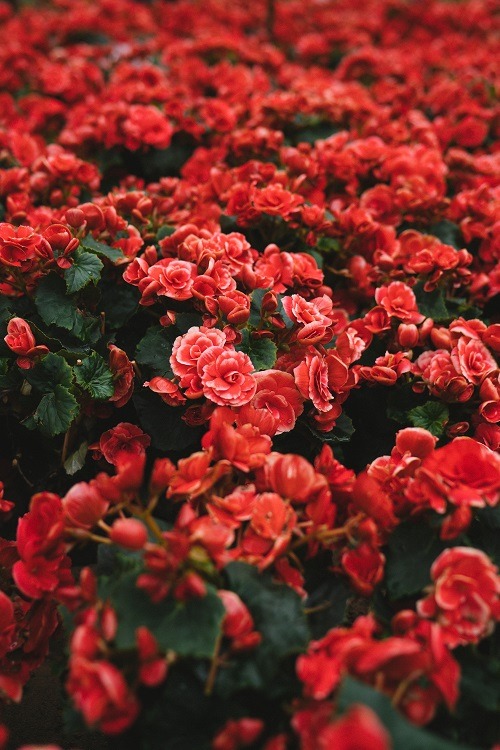 ponderation: Roses Are Red by Tuan Nguyen Minh 