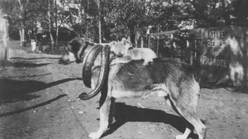 koala and snake riding dog