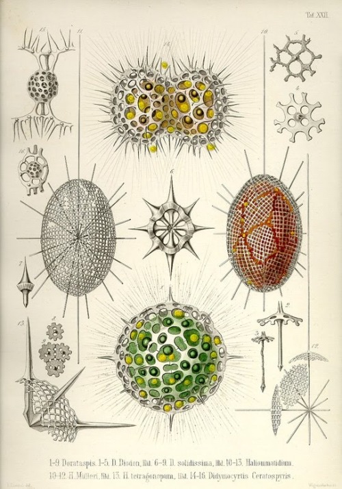 ofmicrobesandmen: Ernst Haeckle’s 1862 drawing of Radiolarians, pretty little protozoans found float