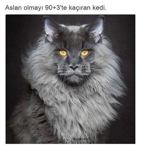 Aslan olmayı 90+3'te kaçiran kedi.