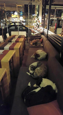 grape-nerds-and-smoke:  jonomaly:  sixpenceee:  This Coffee Shop Lets Stray Dogs Sleep Inside Every Night When The Customers Leave In Greece, many people abandon their beloved pets because they can’t afford to keep them anymore. But places like Hott