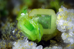 underthescopemineral:  Uranospinite, Zeunerite Ca(UO2)2(AsO4)2·10H2O,  Cu(UO2)2(AsO4)2·12H2O Locality:Montoso Quarries, Bagnolo Piemonte, Cuneo Province, Piedmont, Italy Field of View: 2.4 mm Lemon-yellow uranospinite with green epitaxial growth of