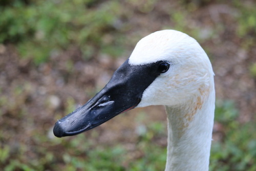 Another view of a Kellogg Bird Sanctuary Trumpeter Swan in Michigan. I low-key love them.zambellopho