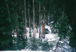 brutalgeneration:   prine (2) (by M A T T sanchez) 