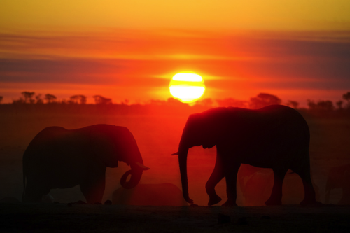 muthafuk:  elephants silhouetted by the darkening shades of the golden hour on the african savannah, by dana allen, susan mcconnell, nevil lazarus, chris packham, andy rouse and frans lanting 