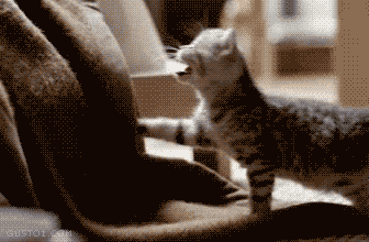 sprinkleofglitr:  kjehskjrgslkgjdtkjy the cutest kitten gif I have EVER seen. ARGGHHHHH 
