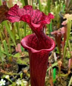 jeremiahsplants:  No filter needed S. Reptilian Rose x (flava Rubricorpora x leucophylla) Robert Co #5 . . . . . . . . . . . #venusflytrap #flytrap #sarracenia #ReptilianRose #flavaRubricorpora #leucophylla #ReptilianRosexflavaRubricorporaxleucophylla