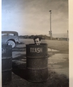 friendlytroll:  midsummerdream:  from my moms old photos. glad to know people have been making the same jokes for decades  “I come from a long line of trash. My father was trash, and his father before him!” 