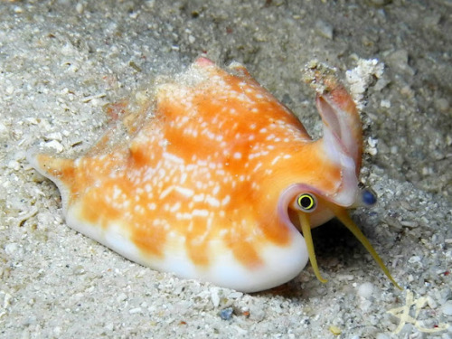 libutron:Vomer Conch | ©BlogieA curious Strombus vomer (Gastropoda - Strombidae) photographed at abo