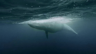 squeegeeyourthirdeye:  sixpenceee:  This whale swallowed this entire school of sardines! (Source)  You can never eat just one…  