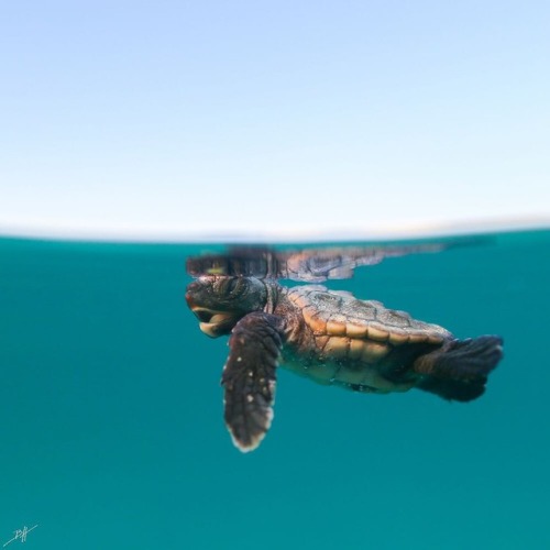 atraversso:Little Turtle ♥ by Benjhicks