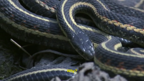 lemon-soju: i support u lazy gay snake   adult photos