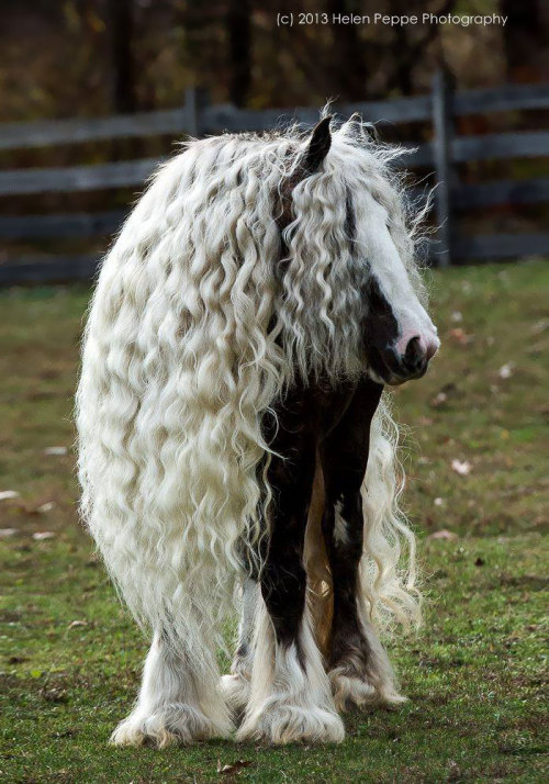 tastefullyoffensive:  Animals with Fabulous Hair [boredpanda]Previously: Animals in Complete Astonishment