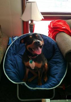 awwww-cute:  Adopted this morning, and he already claimed his spot! (Source: http://ift.tt/2E8VUBH)